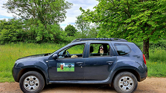 Dog Walking Chipping Norton - Oxfordshire